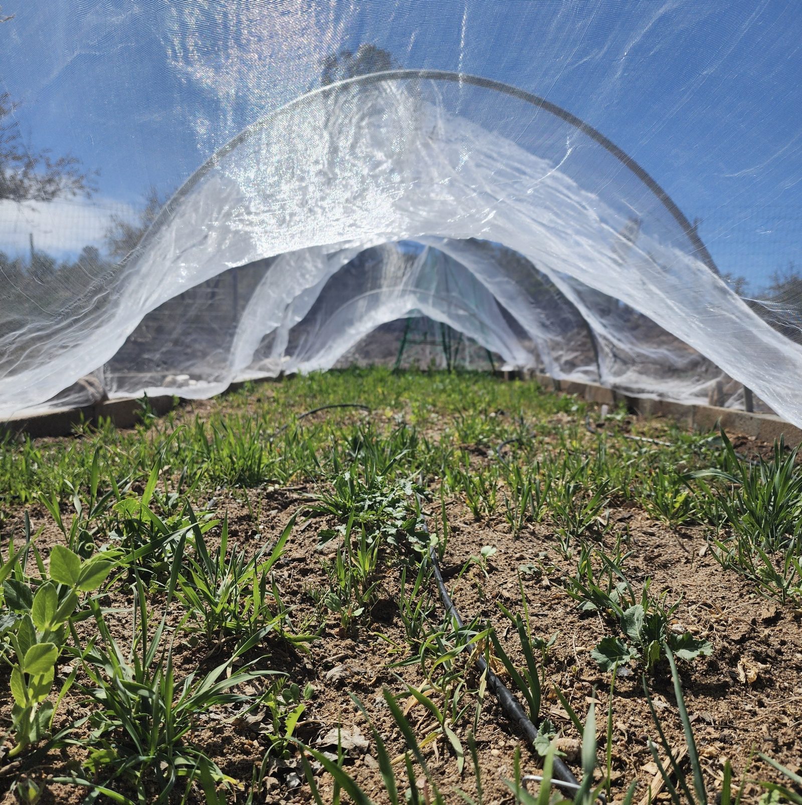 Hands planting in dark, healthy soil